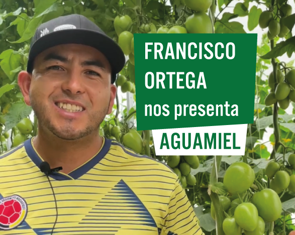 Testimonio tomate aguamiel Vilmorin-Mikado