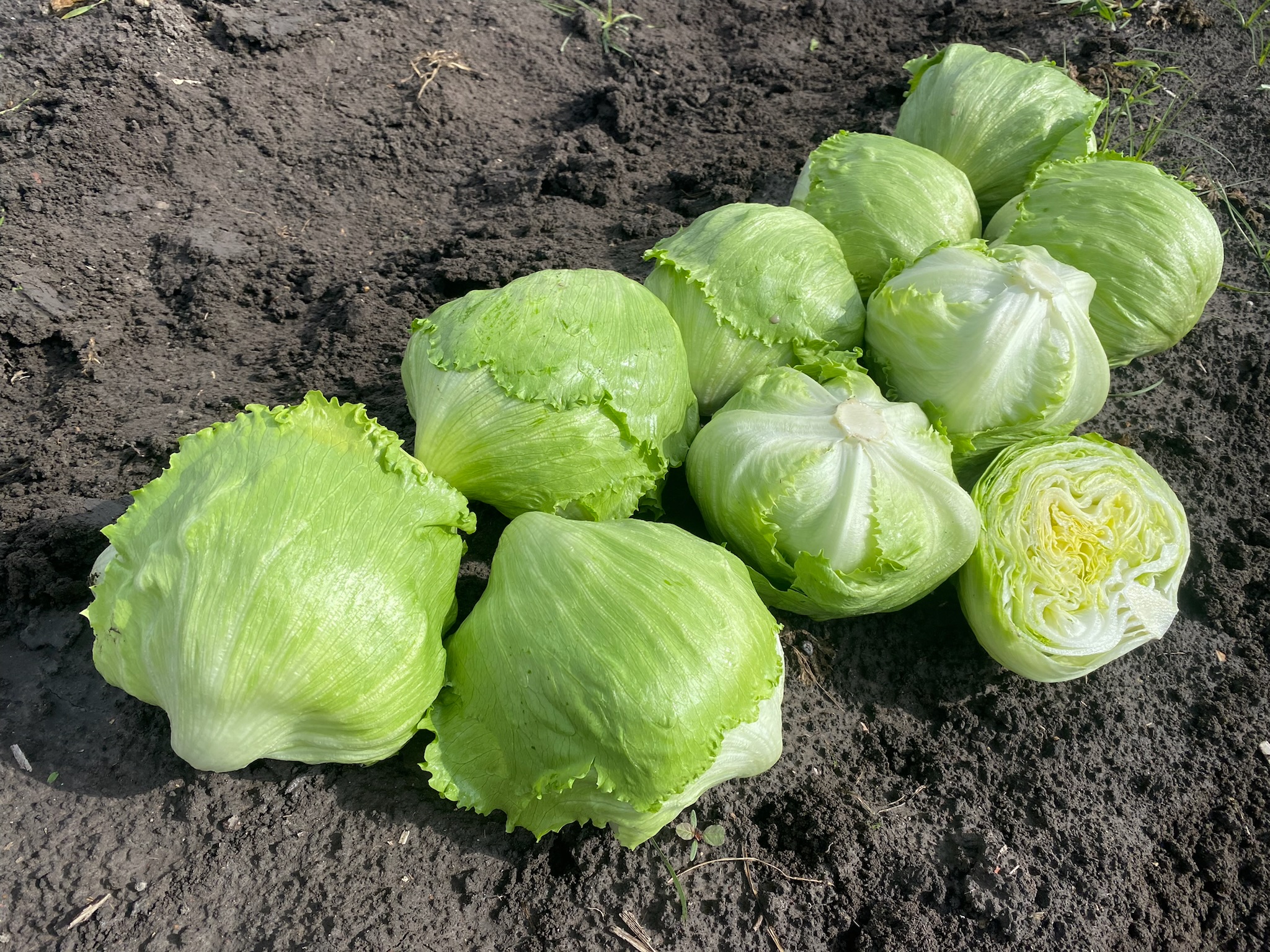 La lechuga Calblanque de Vilmorin Mikado en Guanajuato