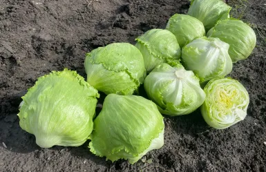 La lechuga Calblanque de Vilmorin Mikado en Guanajuato