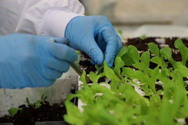 Vilmorin invierte actualmente importantes recursos en la investigación