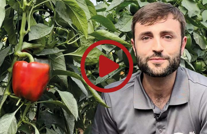 Vilmorin-Mikado experto en pimiento blocky